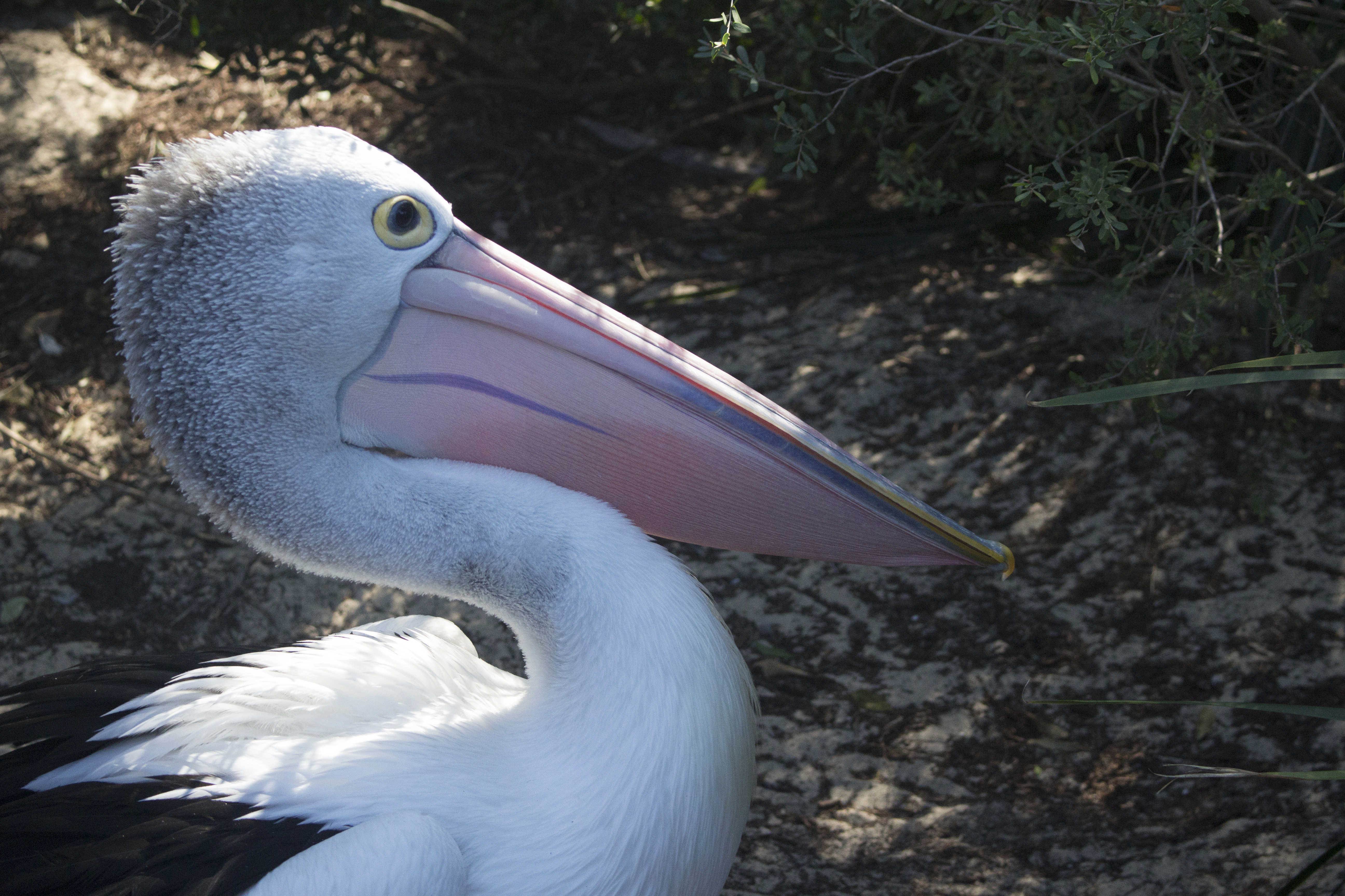 zoo6.jpg?mtime=20180821142317#asset:7796